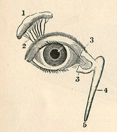 elena bordignon s favorites eye illustrationscience illustrationmedical