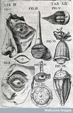 eye 1605 from theatrum anatomicum vintage medical medical drawings medical illustrations figure