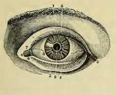 from henry h smith anatomical atlas eye anatomy