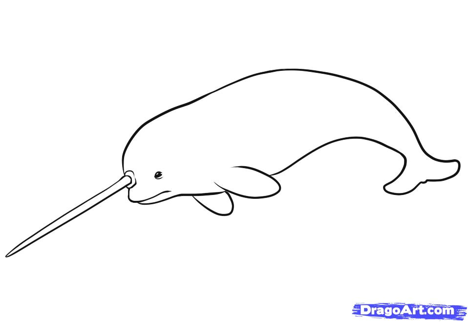 narwhal drawing download