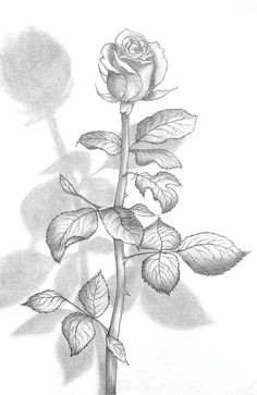 art photograph pencil drawing of a beautiful rose by evelyn sichrovsky drawing of a rose