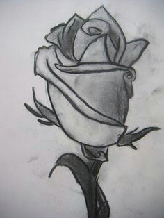 tonal drawing of a rose