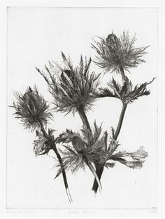 animus inviolabilis large eryngium jakob demus 1988 botanical drawings botanical illustration botanical