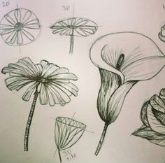observational drawings of flowers i did for art