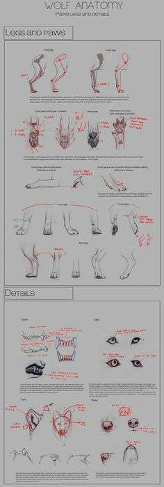 0d free coloring change picture to drawing best to change the view animal anatomy artz pinterest