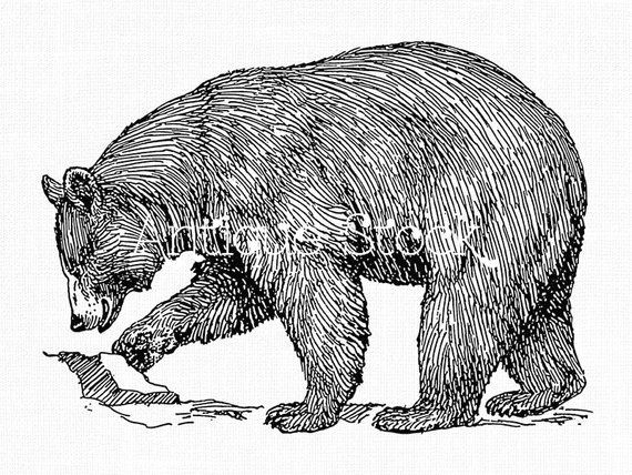american black bear clipart animal line art drawing instant download image for collages coloring p