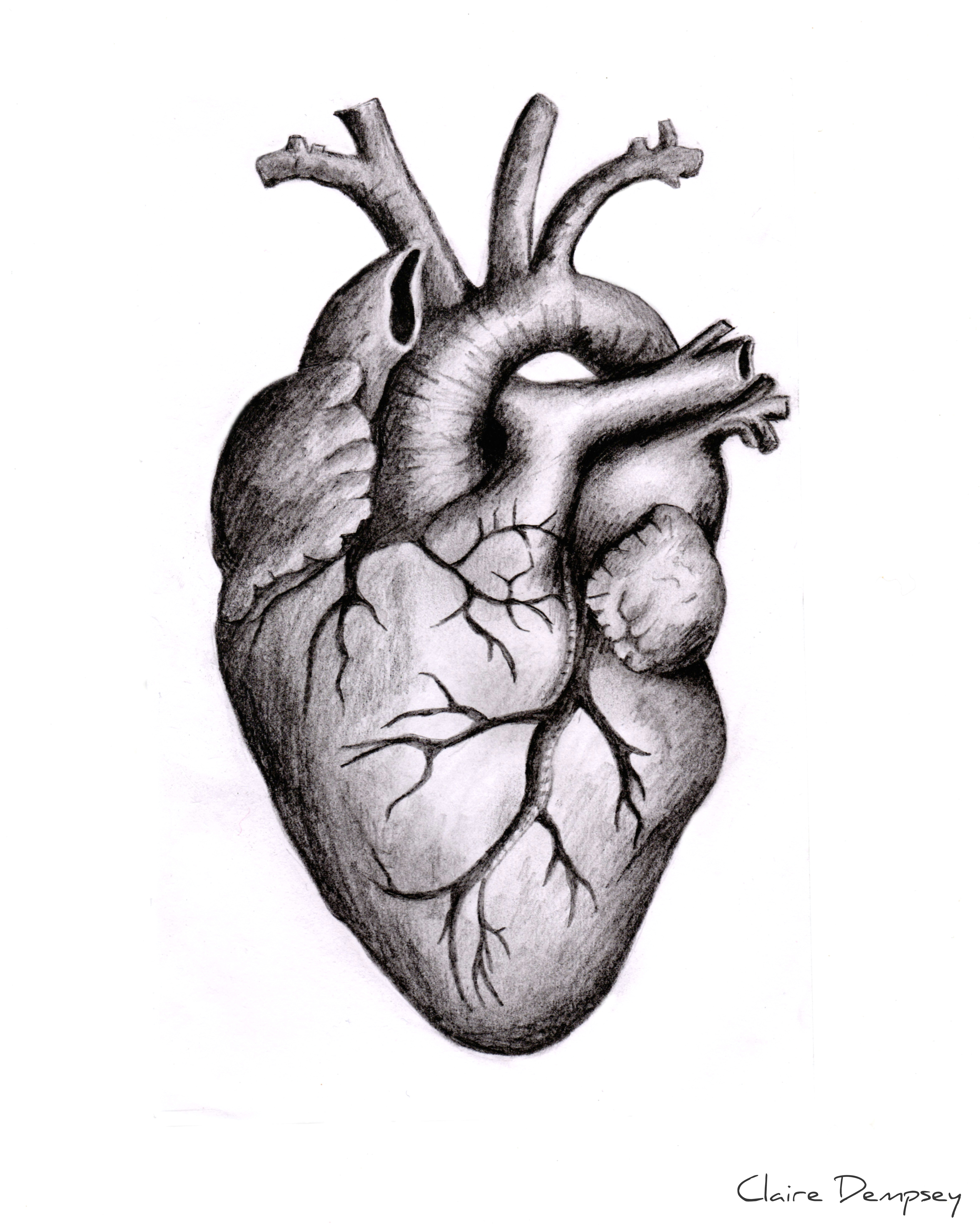 anatomically correct human heart by niku arbabi embroidery