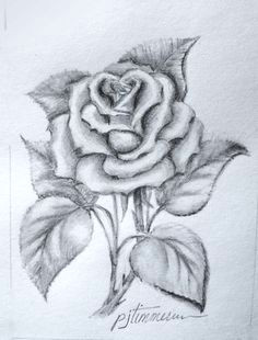 pencil drawing the rose rose sketch rose drawing pencil flower pencil drawings