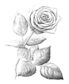 rose drawings pencil ballpoint pen scarfinger
