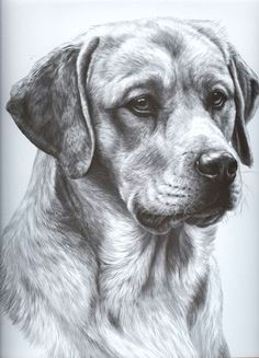 pencil drawing animal pencil drawings dog pencil drawing dog drawings graphite