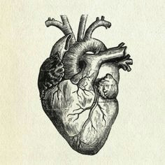 favorite black and white illustration of heart tattoo flash human heart tattoo realistic heart