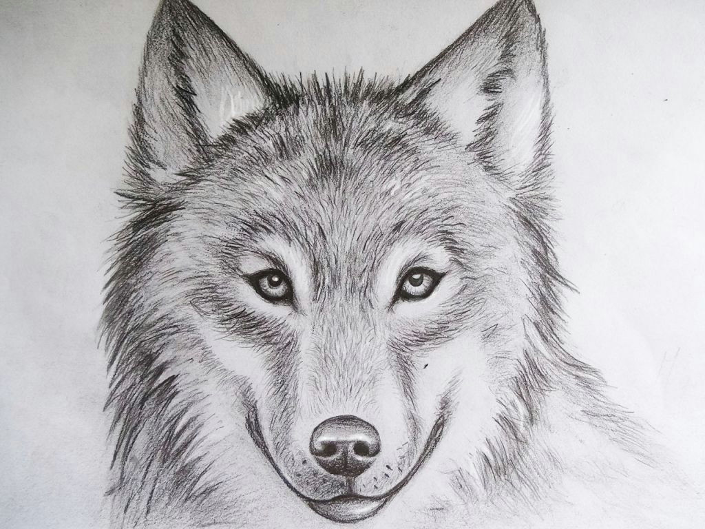 cool drawings of animals pencil art drawing