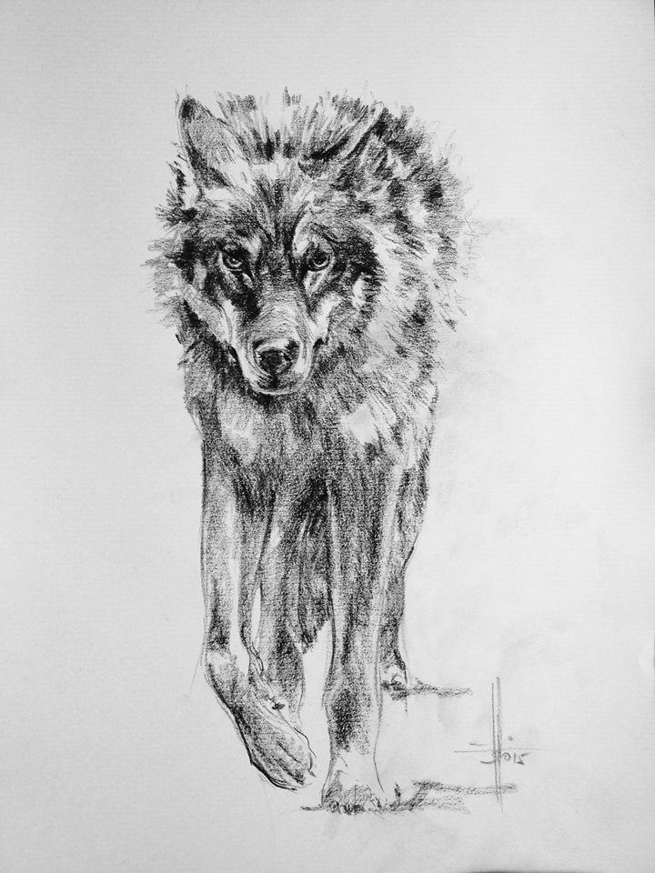 dibujo lobo carba n sobre canson a3 tattoo designs wolf pencil pencil drawings