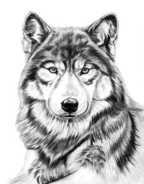 gray wolf by dave the drawing guy