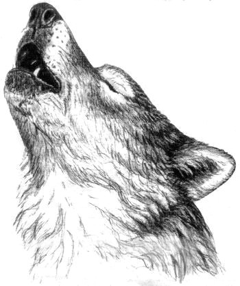 wolf drawing google search