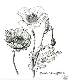luxury fashion independent designers ssense drawing flowerspoppy drawingpencil