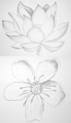 pretty drawings of lotus and cherry blossom
