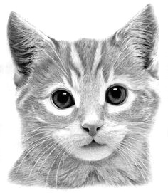 art pencil drawings kitten drawing by ronny hart kitten fine art prints and posters