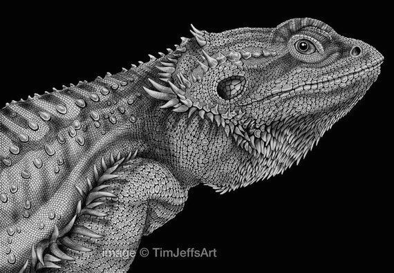 bearded dragon ink drawing