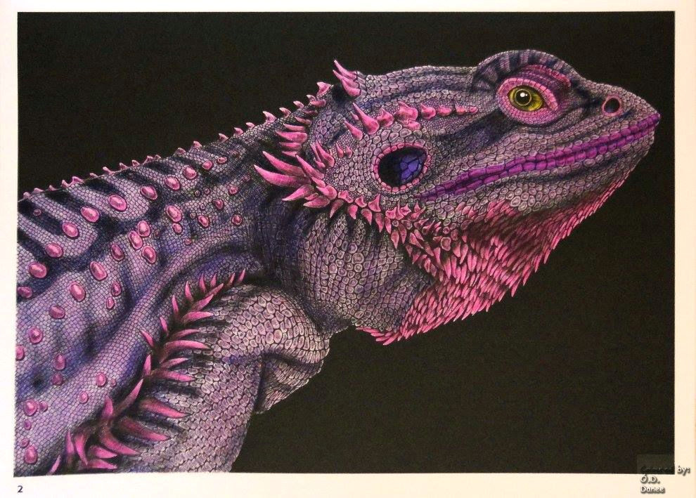 tim jeffs intricate ink animals in details volume 1 bearded dragon coloured with marco raffine pencils