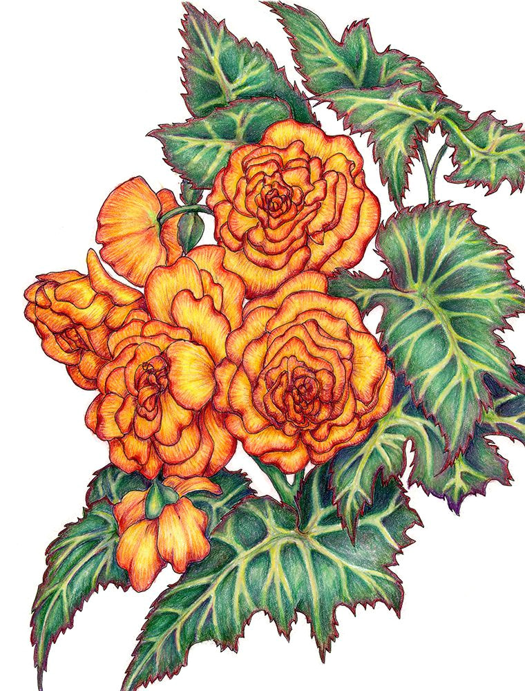 colored pencil drawing of begonias from a friend s garden