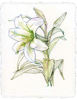 lily flowers drawings lily flower drawing rating 4 5 reviewer nden itemreviewed lily flower