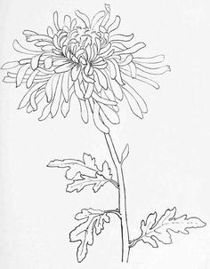 chrysanthemum drawing japanese chrysanthemum simple line drawings line drawing