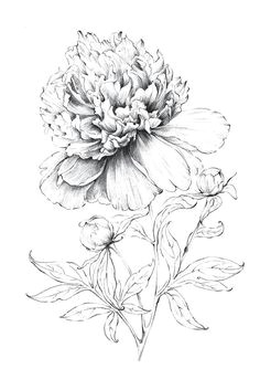 peony art sketch large flower artwork line drawing botanical prints floral
