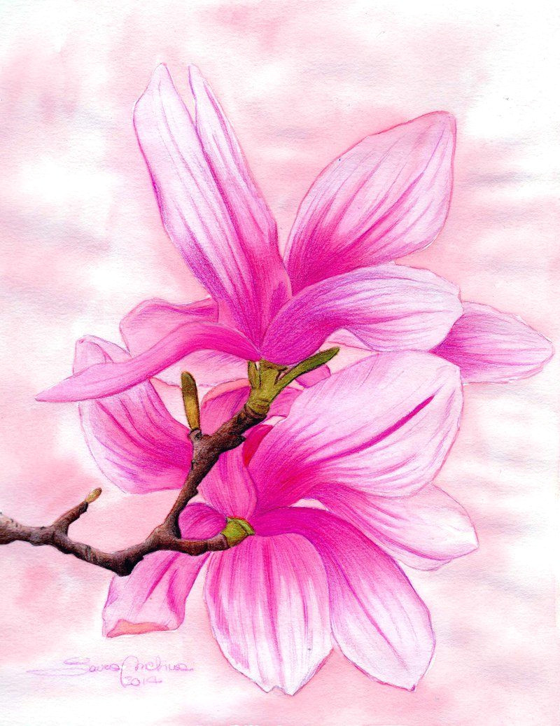 magnolia by lauramel deviantart com on deviantart