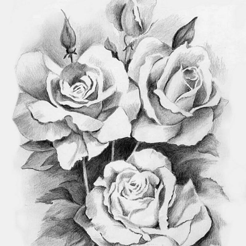 pencil drawings of flowers google search more