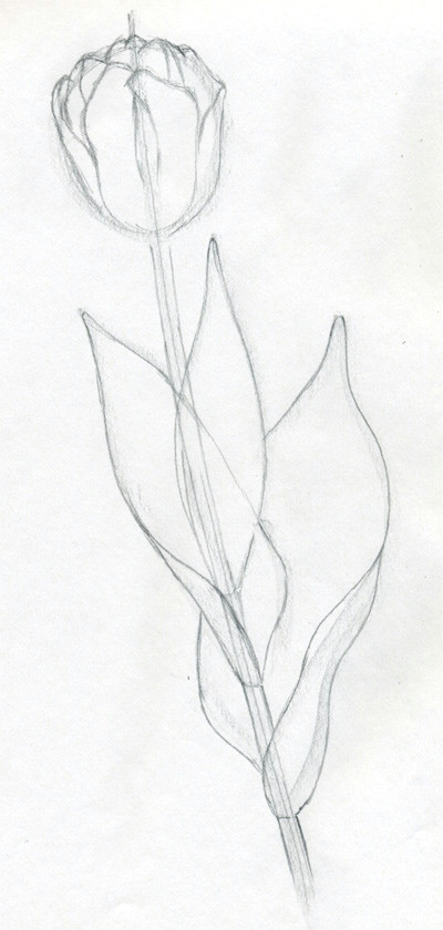 400x840 draw tulip flowers in few easy steps