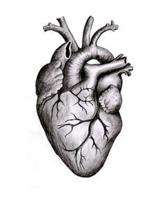 related image heart anatomy drawing anatomical heart drawing anatomy art heart anatomy tattoo