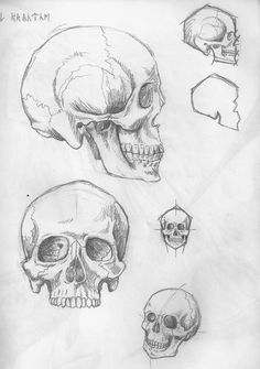 skull sketching practice