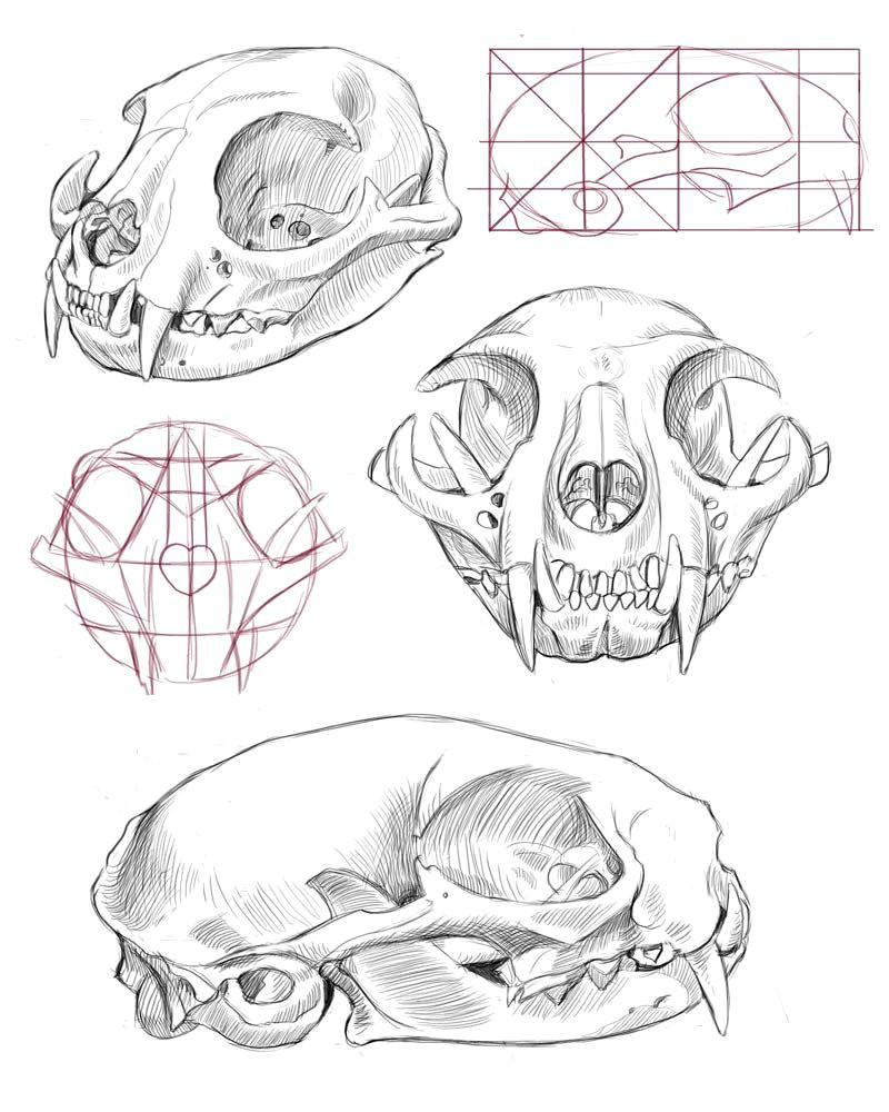 cat skull anatomy google search mas