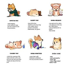 shiba inu types and doge always being doge 3 cute puppies cute dogs