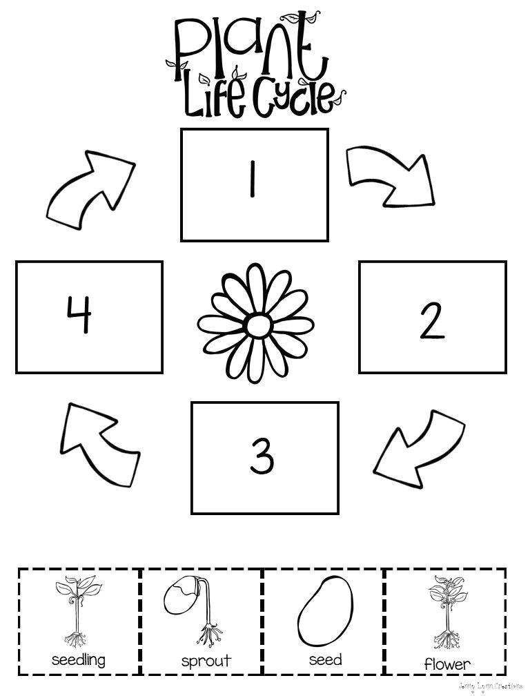 pre k printables worksheets all about plants od semienka k rastlinke pinterest