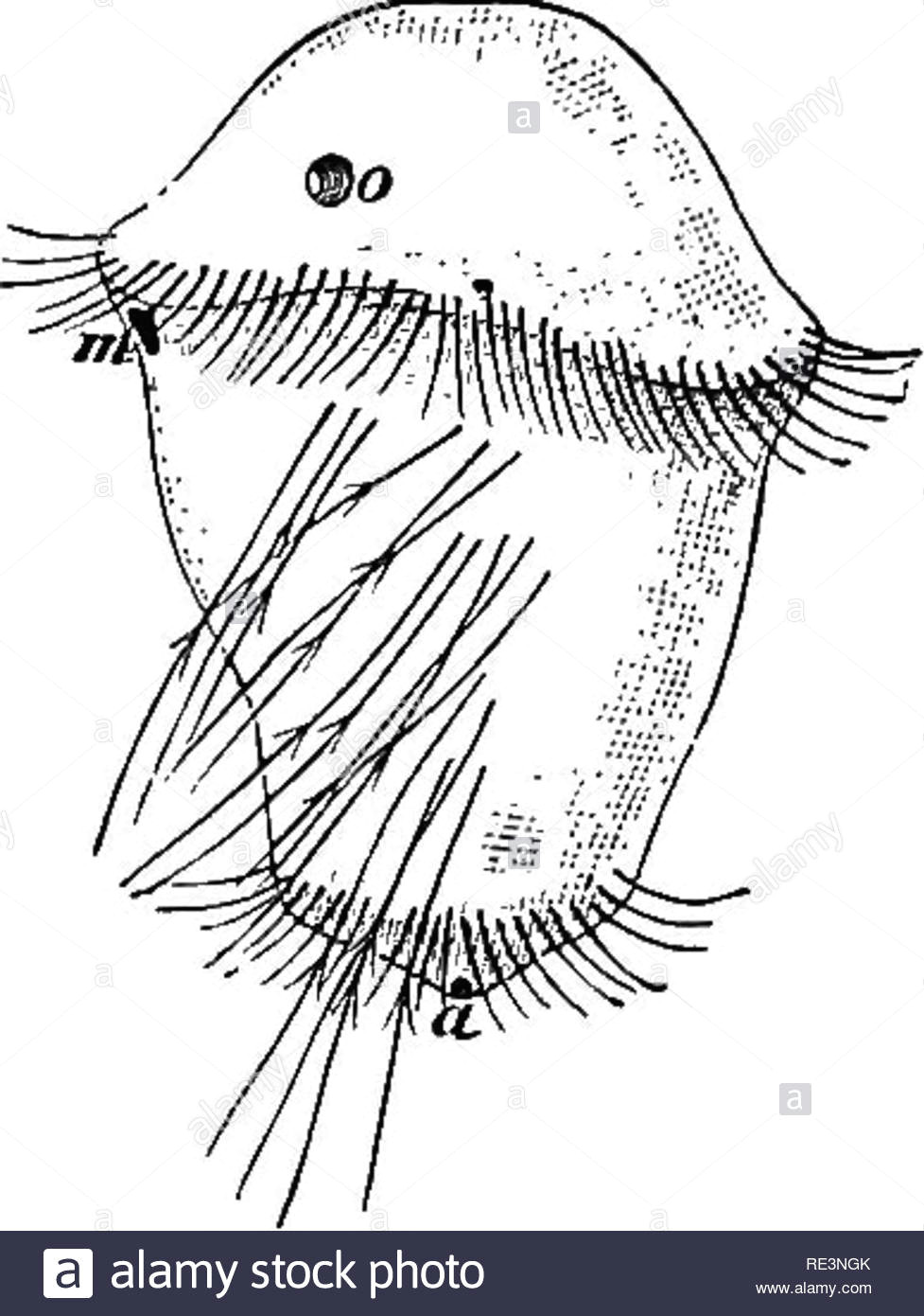 text book of zoology zoology fig 135 fig 134