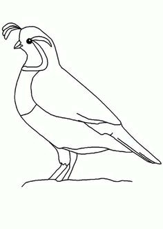 quail quail outline coloring page