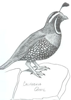 20060701 quail