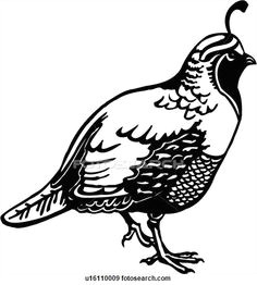 animal quail clip art