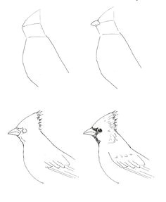 draw a cardinal art class ideas