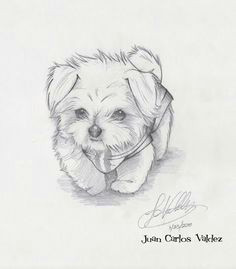 afbeeldingsresultaat voor maltese puppy drawing dog illustration animal sketches animal drawings dog