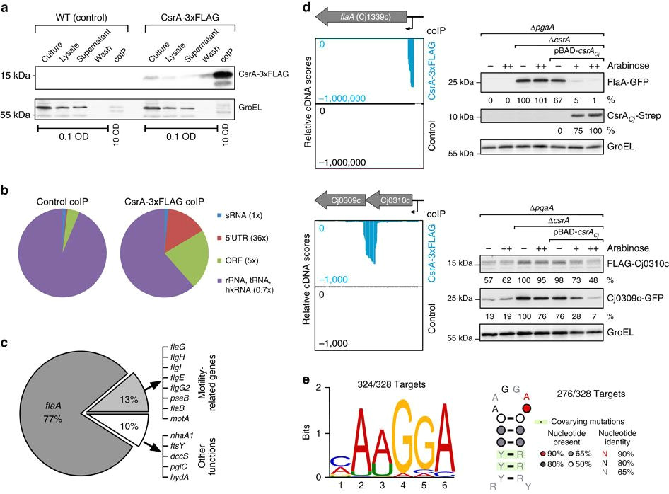 the csra fliw network controls polar localization of the dual function flagellin mrna in campylobacter jejuni nature communications