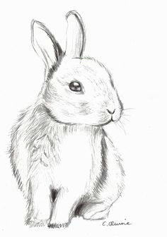 cute bunny drawing tumblr google search