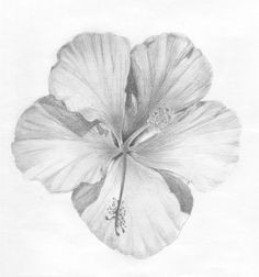 pencil drawings of hibiscus flowers illustrated life cupid realistic flower drawing pencil drawings