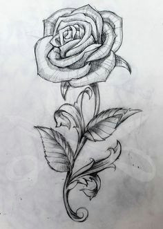 rose and stem