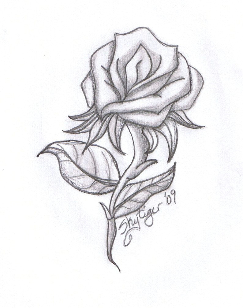 Rose Drawing Tumblr Easy Rose Drawings Rose Pencil Drawing by Skytiger On Deviantart