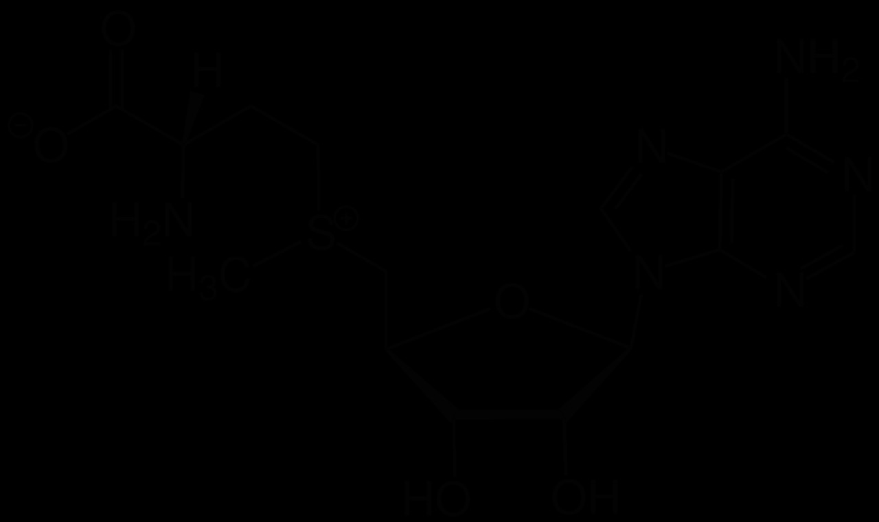 datei s adenosyl methionine structural formula v1 svg