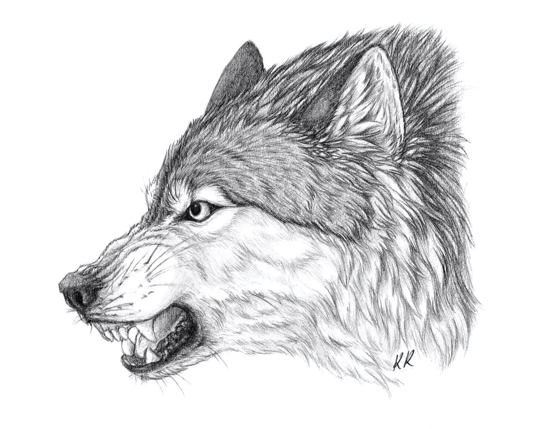 an angry wolf scar from my books art by kawzar of deviant art