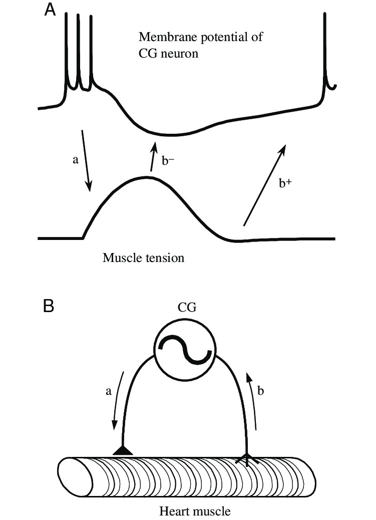 interaction between the cardiac ganglion cg neurons and the heart download scientific diagram